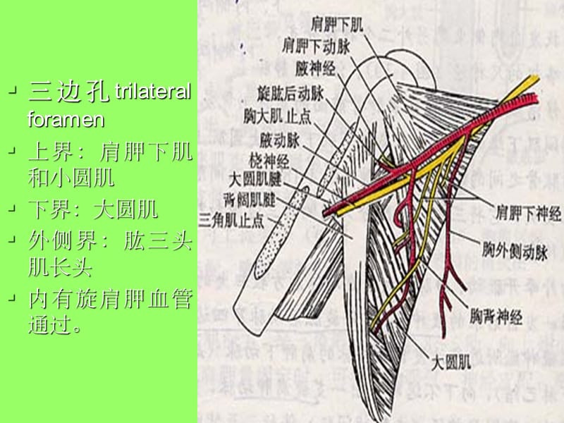 局部解剖学三边孔及四边孔ppt课件