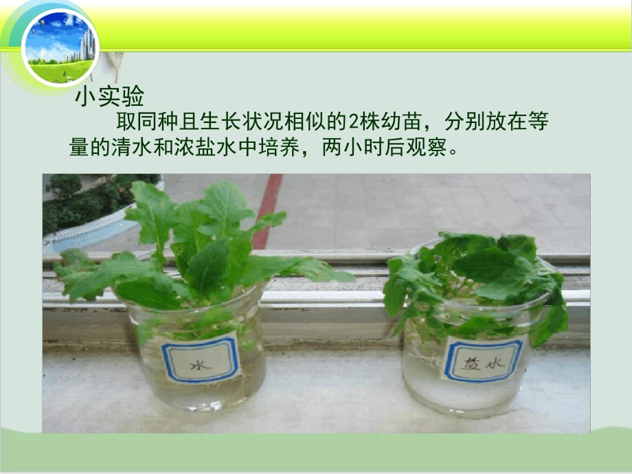 第一节绿色植物的生活需要水和无机盐绿色植物吸收水和无机盐的主要