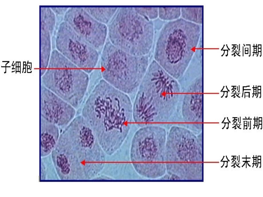 洋葱根尖分生区细胞图图片