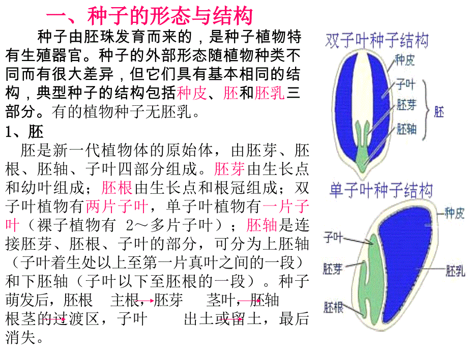 三雙子葉植物根的次生生長和次生結構