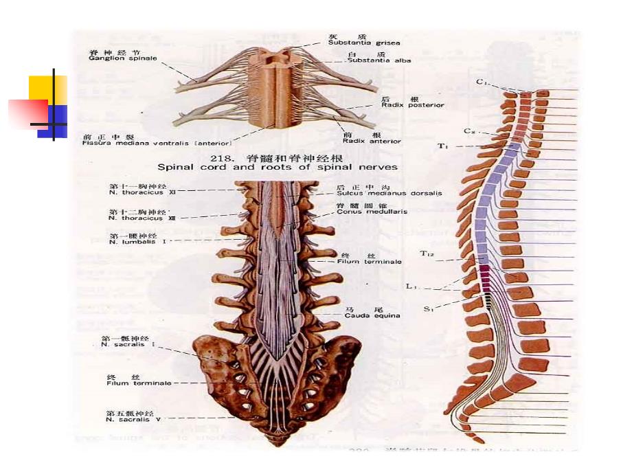 腰椎穿刺解剖层次图片