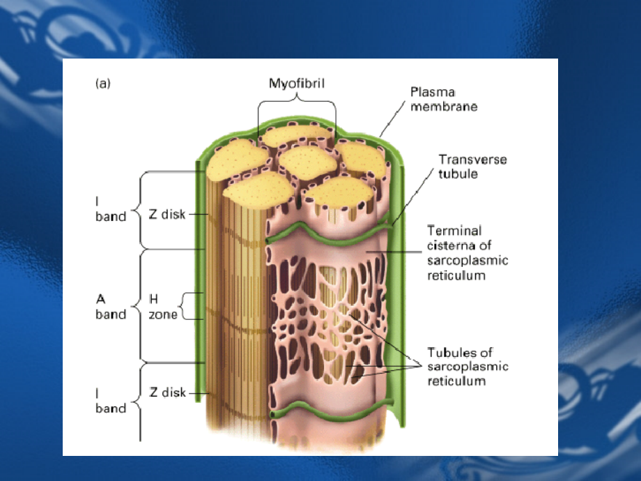 平滑肌细胞模式图图片