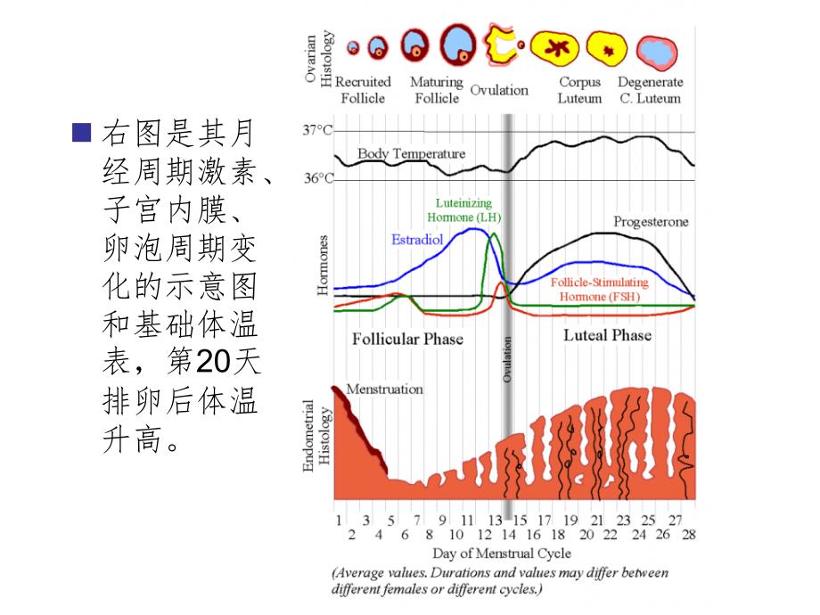 未曾生育过的25岁女士的完整月经周期里的宫颈变化课堂ppt